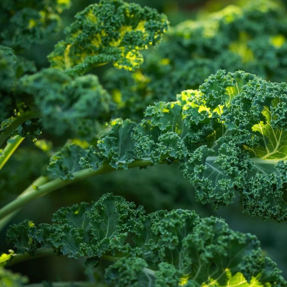Kale: The Mighty Superfood