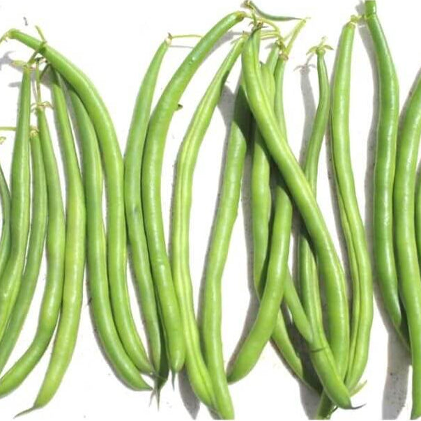 Bean Enclave