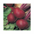 Crimson Globe (Main Season)