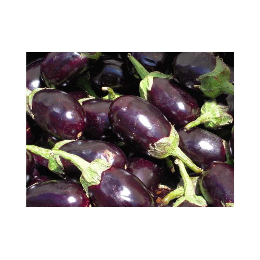 Pink Ravaya Brinjal – Hygrotech SA
