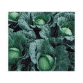 Oxylus F1 (Autumn/Summer)