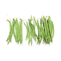 Douglas (Bush Bean)