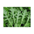 Wild Rocket