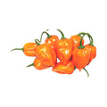 Ember F1
