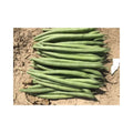 Jaguar (Bush Bean)