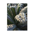 Cavolo Nero (Black Kale)