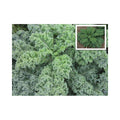 Southern Blue F1 (Curly Kale)