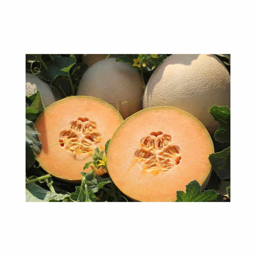 Melon – Hygrotech SA