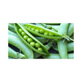 Ambassador (Shelling Pea)