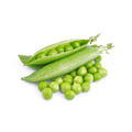 Bolero (Shelling Pea)