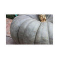 Bush Grey F1 (Grey pumpkin)