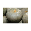 Marble F1 (Grey pumpkin)