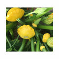 Lemon Sun F1