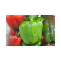 California Wonder (Green to Red)