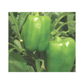SV 1865 PB F1 (Green to Red)
