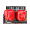 Taylor (Green to Red)