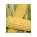 Sherbet F1 (Fresh)