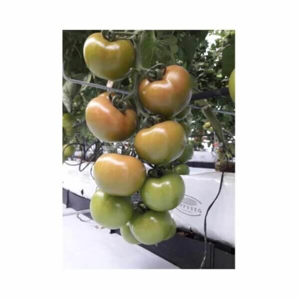 1722 F1 (Main-Season)