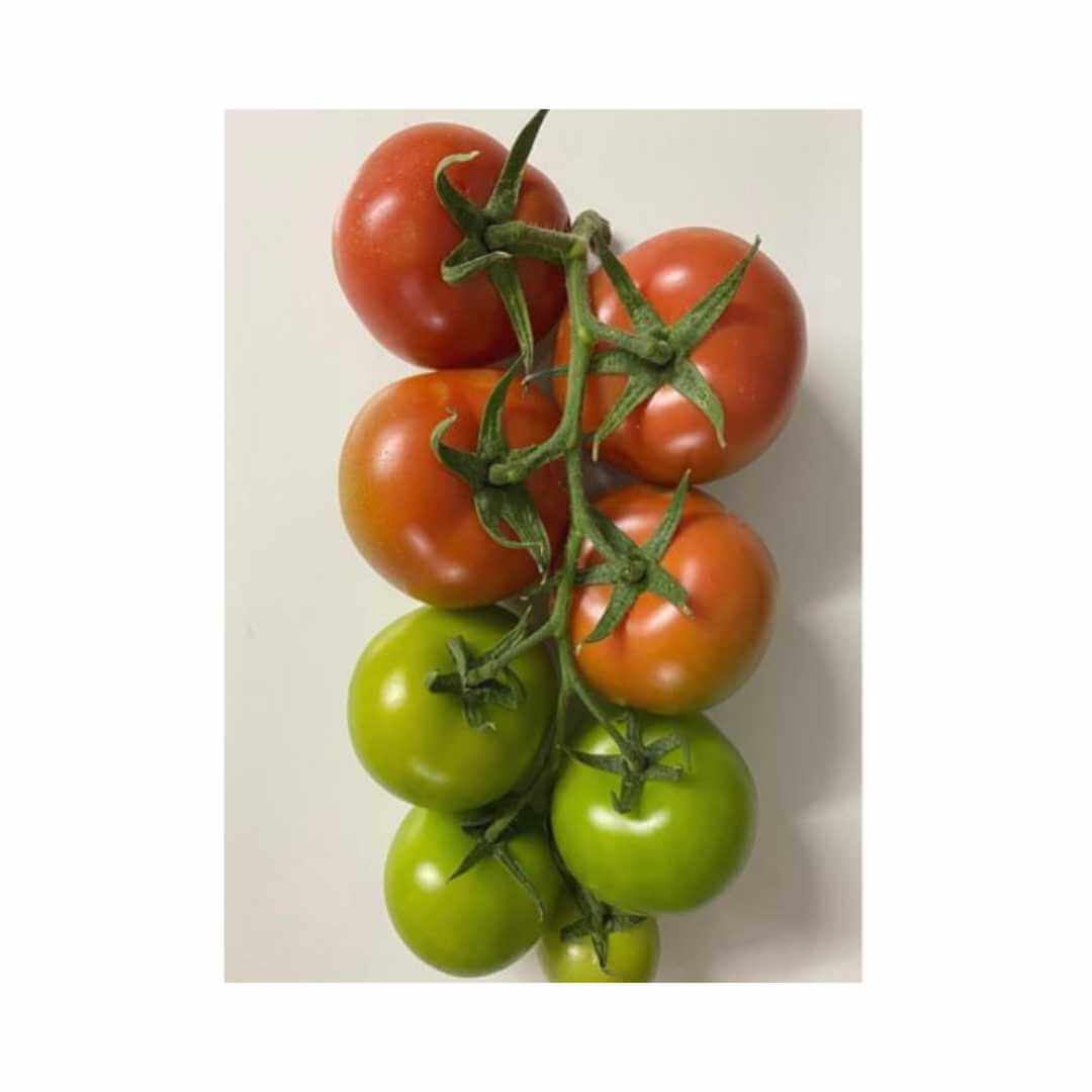 Tomato – Hygrotech SA