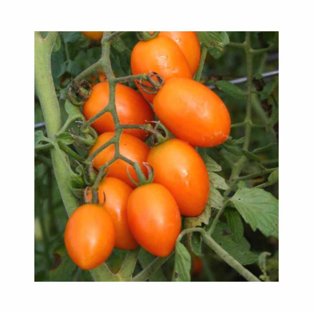 Tomato – Hygrotech SA