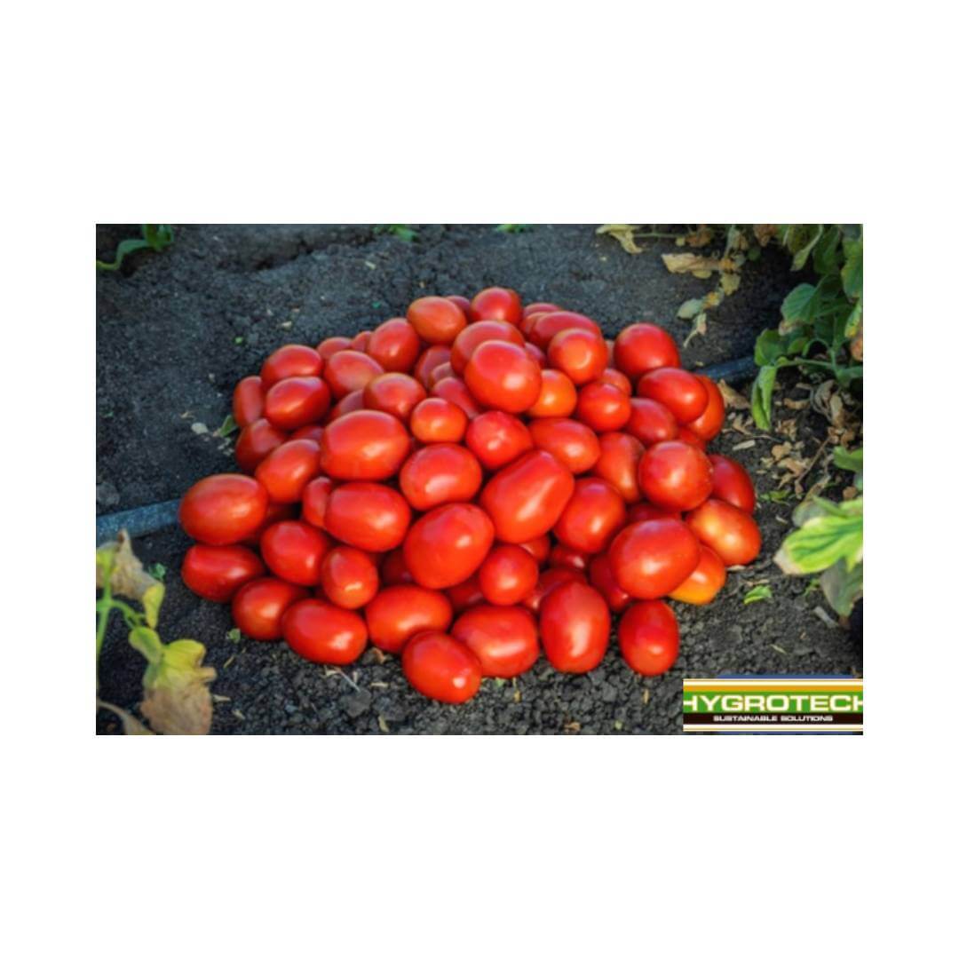 Tomato – Hygrotech SA