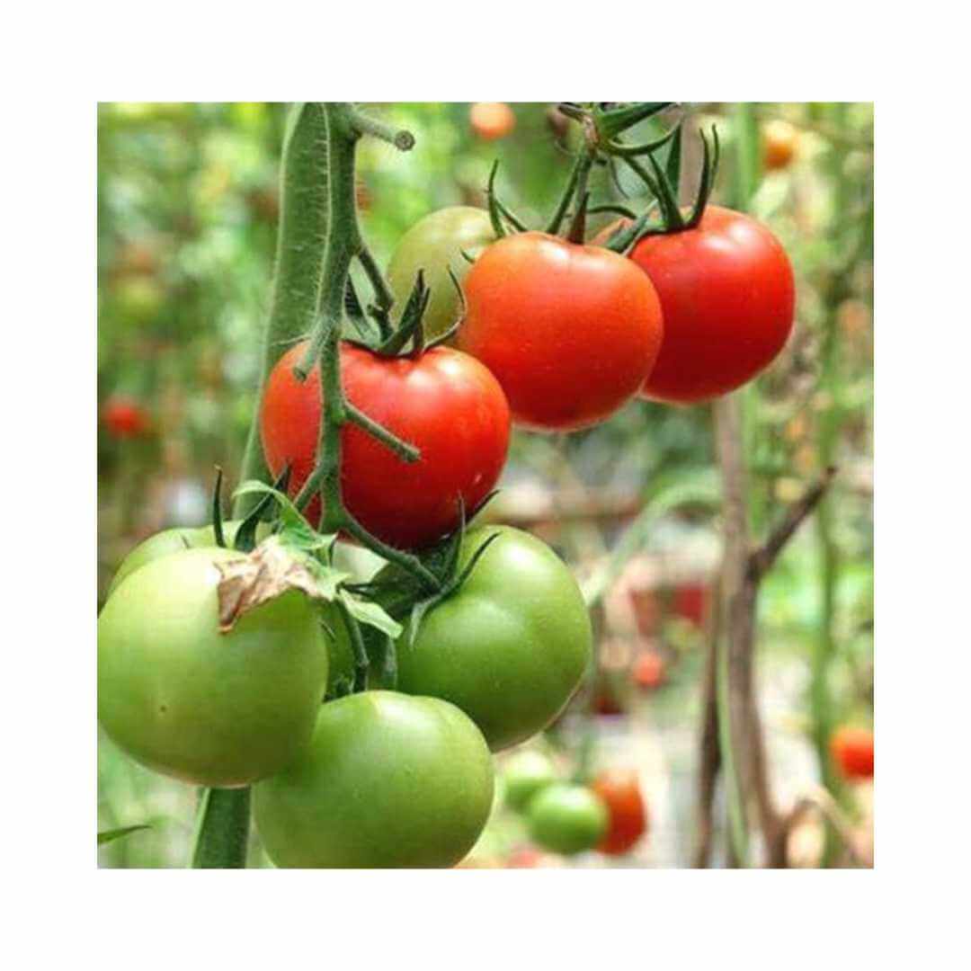 トマト☺︎ Tomato – Hygrotech SA