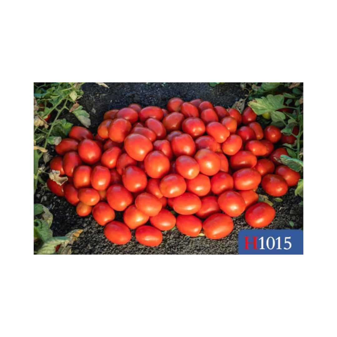 Tomato – Hygrotech SA