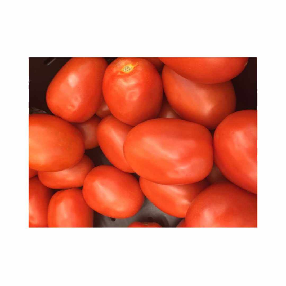 Tomato – Hygrotech SA