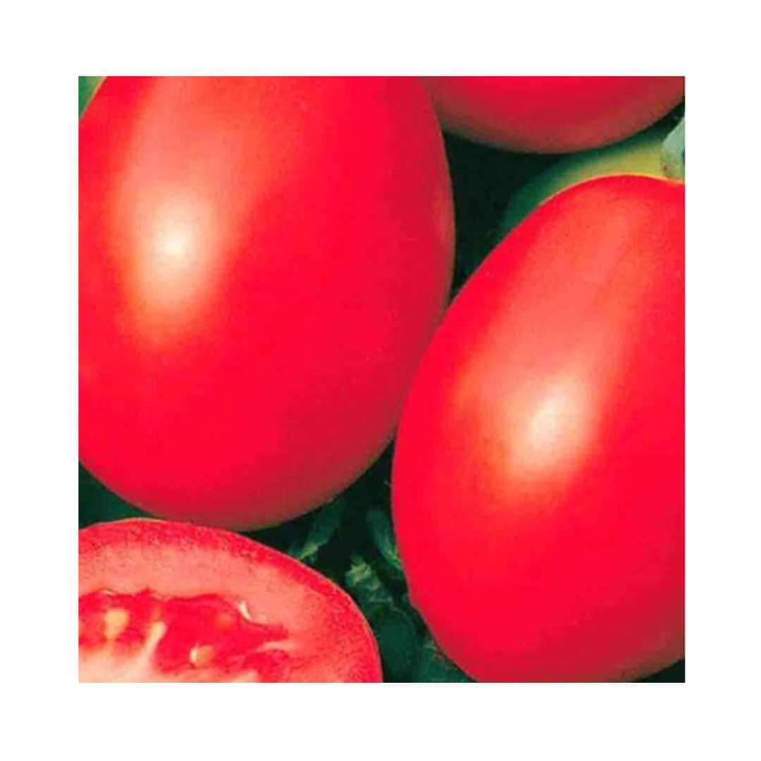 Tomato – Hygrotech SA