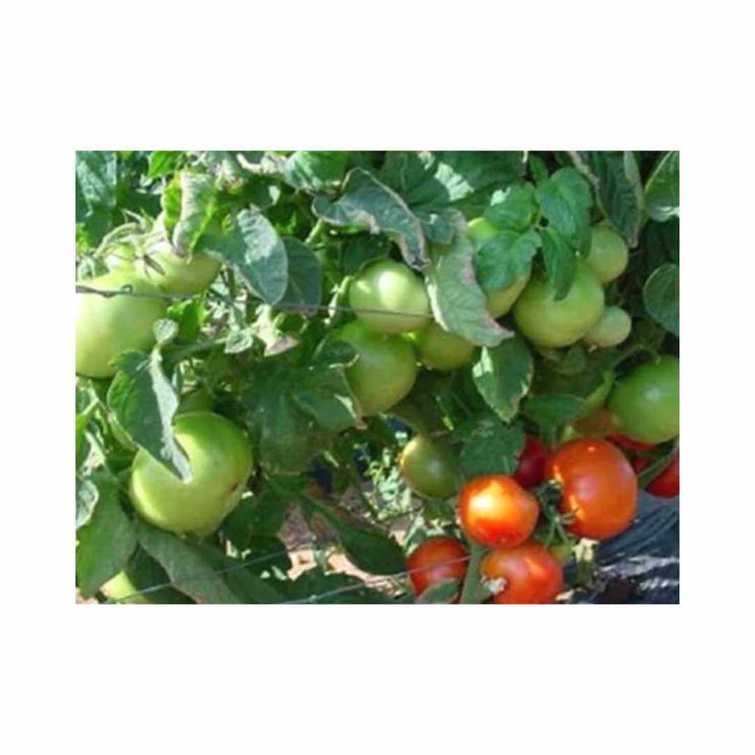 Tomato – Hygrotech SA