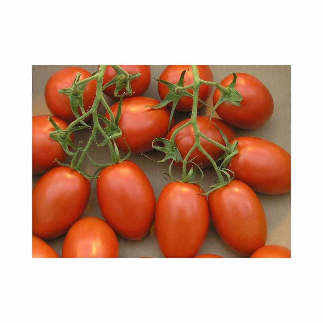 Tomato – Hygrotech SA