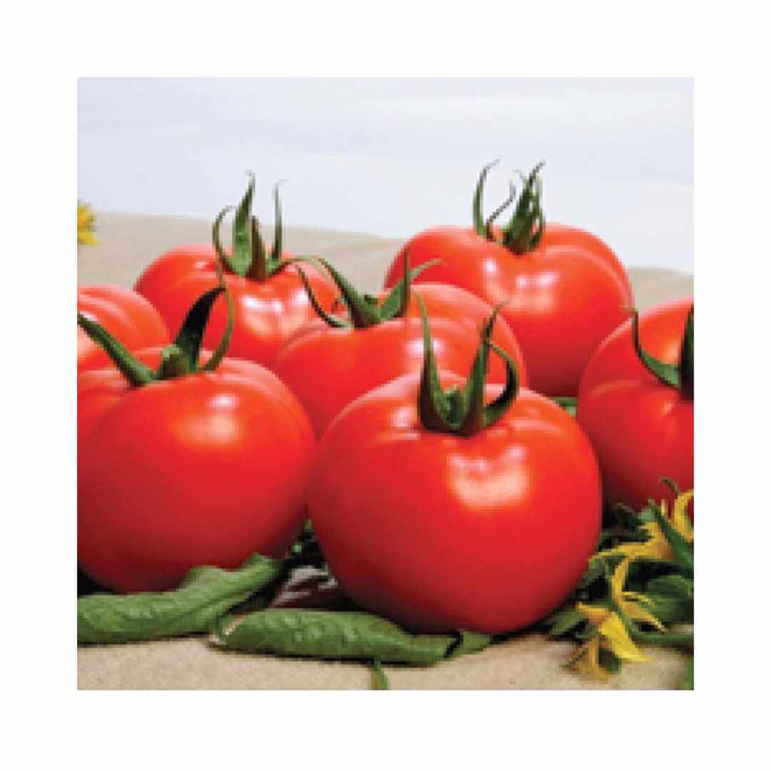 Tomato – Hygrotech SA