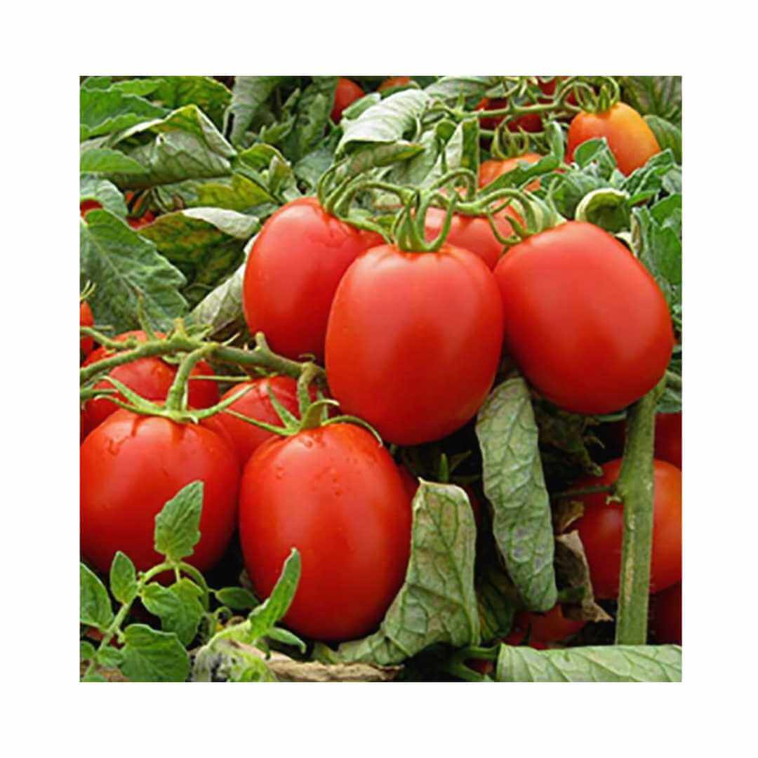 Tomato – Hygrotech SA