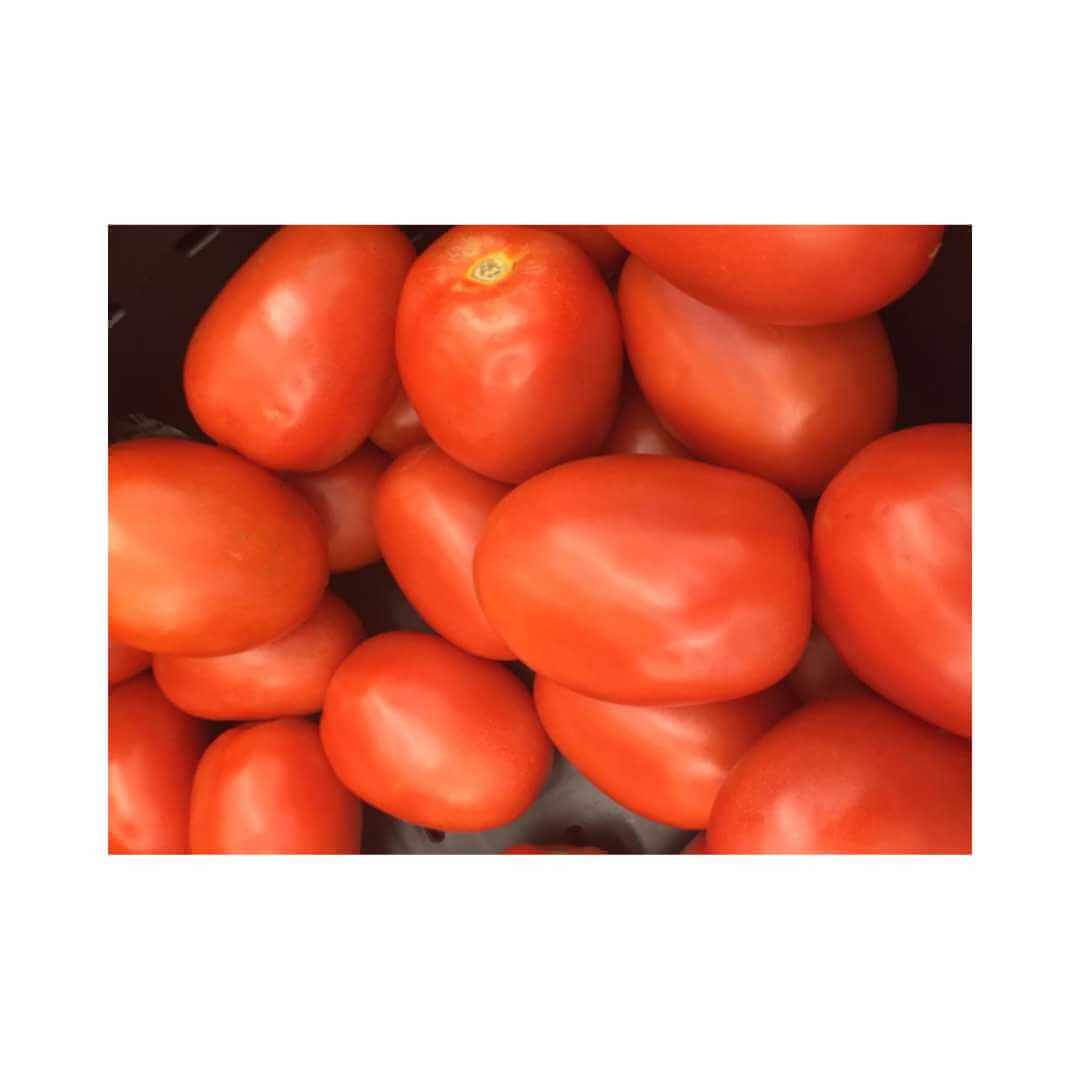 Tomato – Hygrotech SA