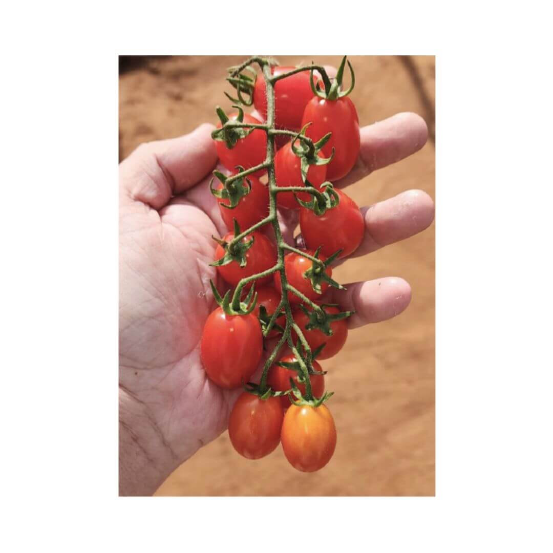 Tomato – Hygrotech SA