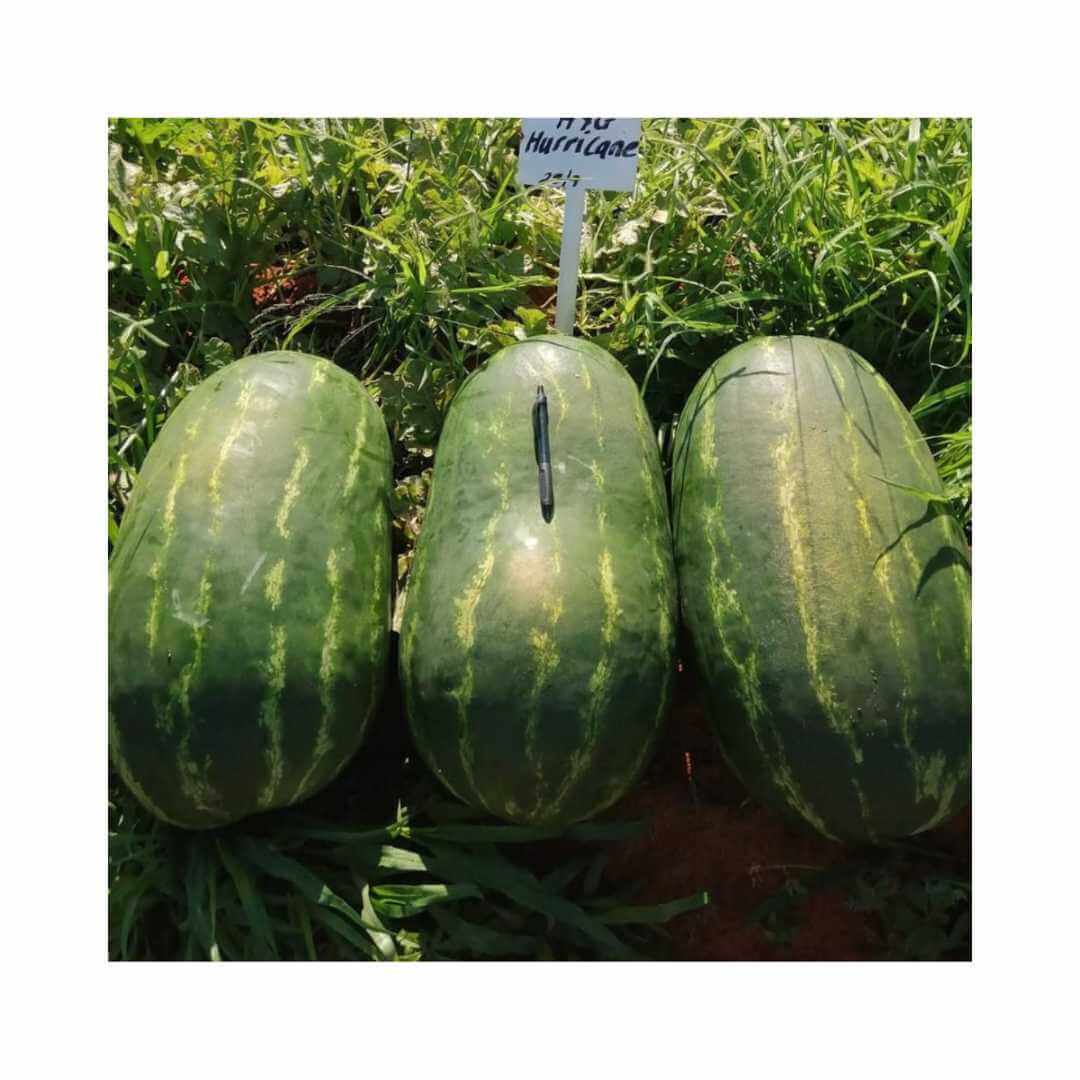 Hurricane F1 (Main-Season)