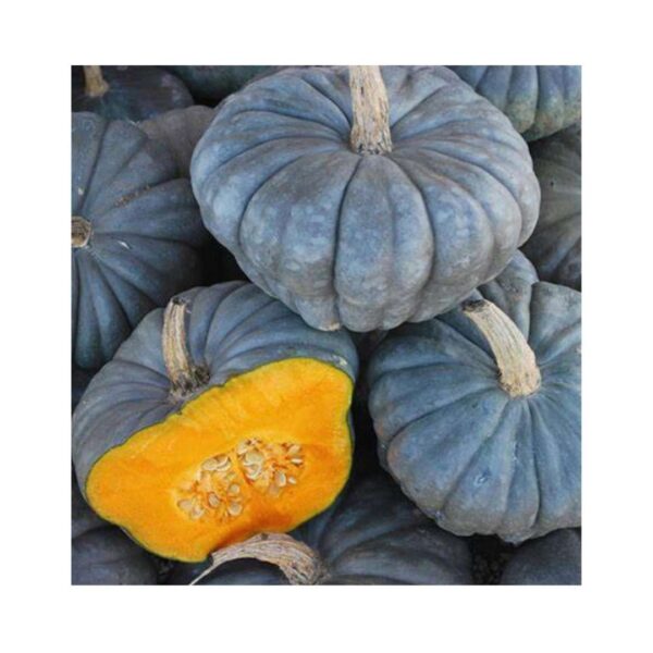 Pumpkin-_-QUEENSLAND-BLUE-_-Grey