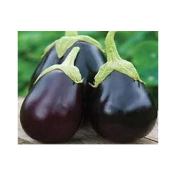 Brinjal-Eggplant-_-BLACK-BEAUTY