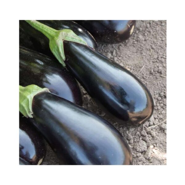 Brinjal-Eggplant-_-GAUDI-F1