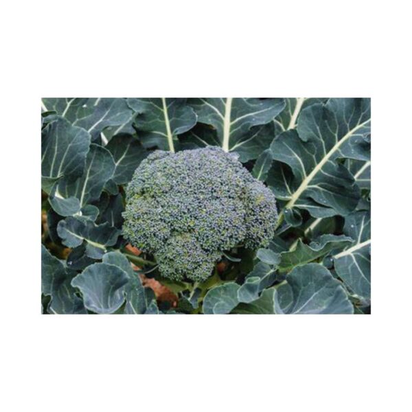 Broccoli-_-GEM-F1-_-Main-Season