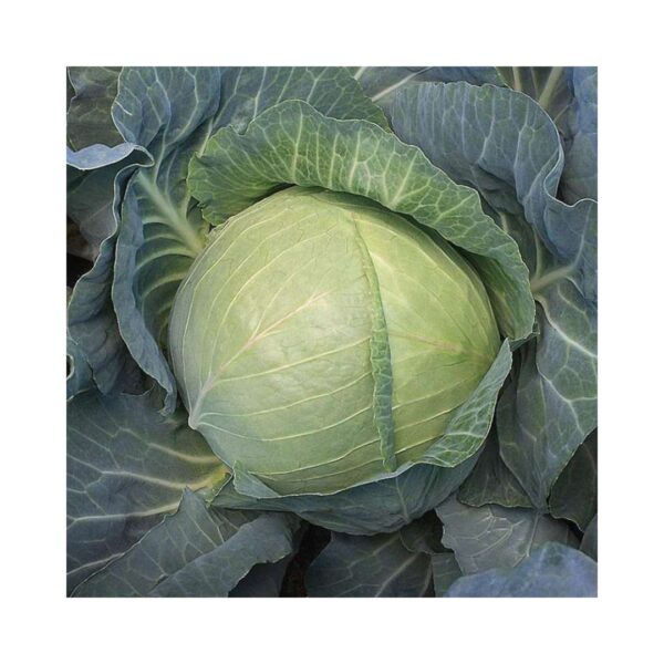 Cabbage-_-MENINA-F1