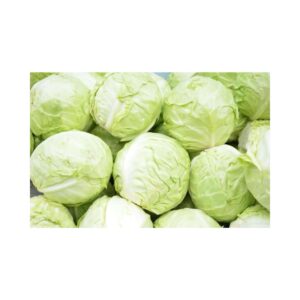 Cabbage-_-PANDION-F1