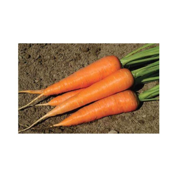 Carrot-_-ANRI-F1