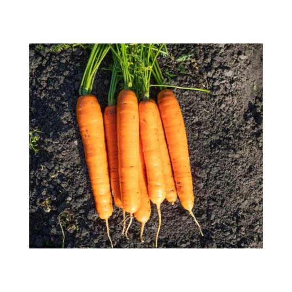 Carrot-_-COD-_-Nantes-_-Berlikum