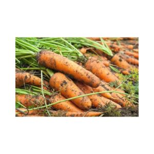 Carrot-_-KURODA-_-Bunching