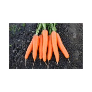 Carrot-_-MARLIN-F1-_-Berlikum