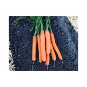 Carrot-_-STURGEON-F1