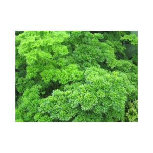 MOSS-CURLED (Parsley)