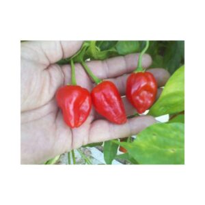 Hot-Pepper-_-RED-BITE-PVP