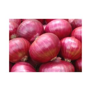 Onion-_-Red-Creole